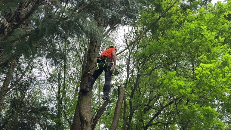 Soil Testing and Treatment in Flatwoods, KY